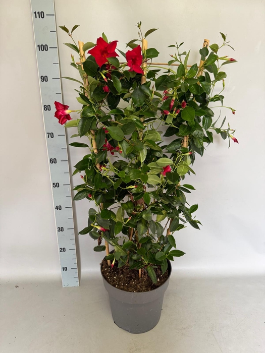 <h4>Sundaville 27 cm Rek Red</h4>