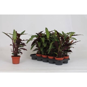 Calathea Rufibarba Tropistar 12Ø 45cm