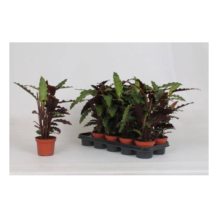 <h4>Calathea Rufibarba Tropistar 12Ø 45cm</h4>