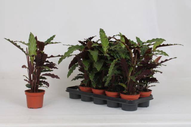 Calathea Rufibarba Tropistar 12Ø 45cm