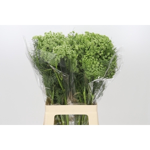 Ammi Visnaga