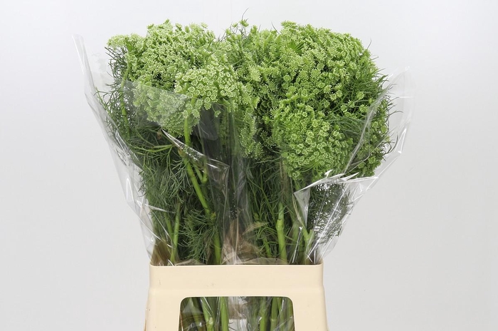 <h4>Ammi Visnaga</h4>