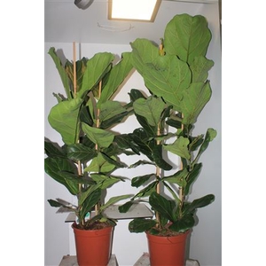 Ficus Lyrata 2 Pp Toef