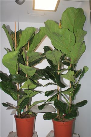 <h4>Ficus Lyrata 2 Pp Toef</h4>