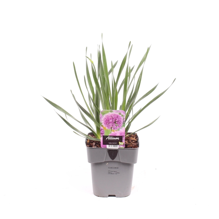 <h4>Allium 'Millenium'</h4>