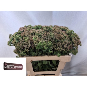 SEDUM SP CARL