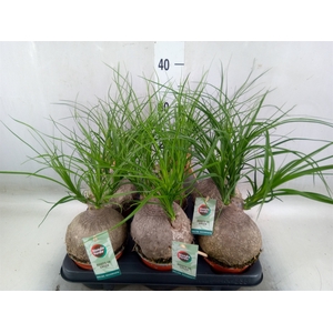 Beaucarnea recurvata