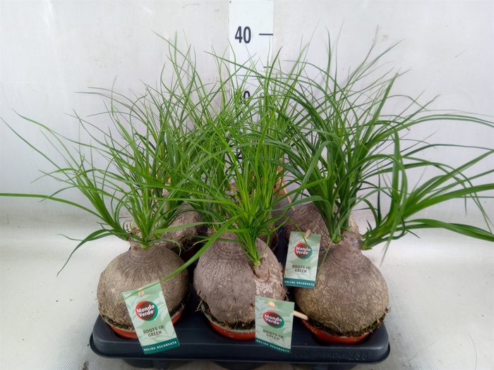 <h4>Beaucarnea recurvata</h4>