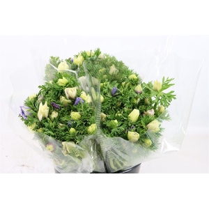 Anem Marianne Pastel