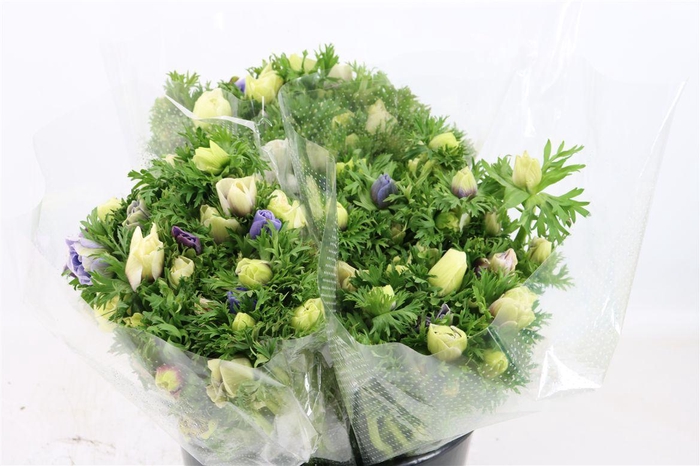 <h4>Anem Marianne Pastel</h4>