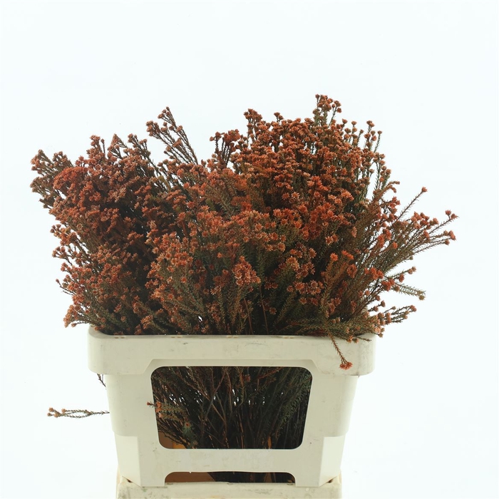 <h4>Kaaps Staavia Klb Orange</h4>