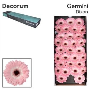 Germini Dixon Doos