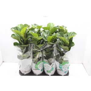 FICUS LYRATA BAMBINO P15 COMPACTO