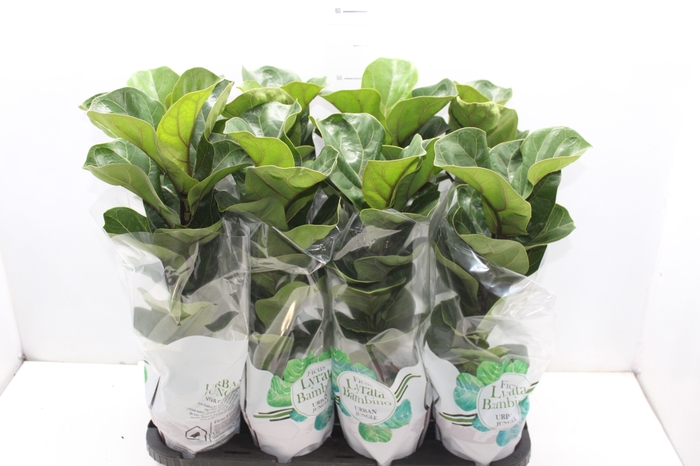 <h4>FICUS LYRATA BAMBINO P15 COMPACTO</h4>