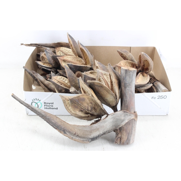 <h4>Arr3 Ad - Sororoca Penga Heads X6</h4>