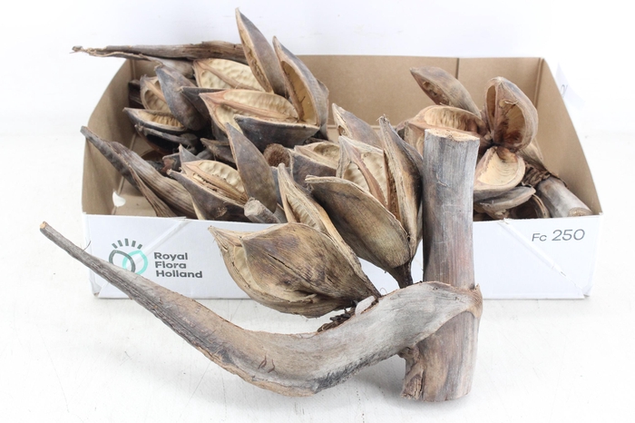 <h4>arr3 AD - Sororoca Penga Heads x6</h4>