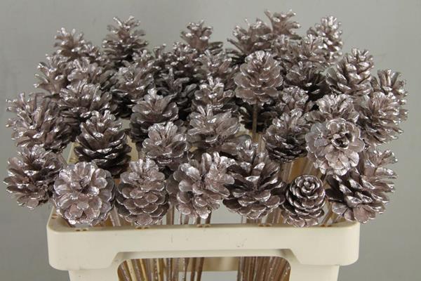 <h4>Stick pine cone champagne</h4>