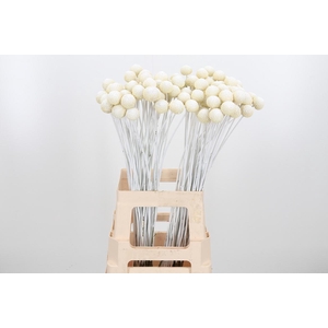 Craspedia Kl Bh Wit Xl