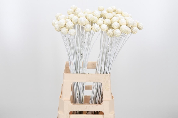 <h4>Craspedia Kl Bh Wit Xl</h4>