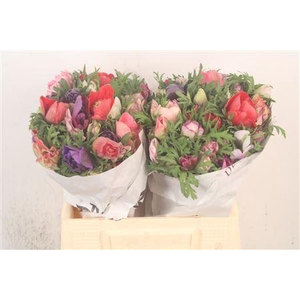 Anemone Mistral Mixed In Bunch