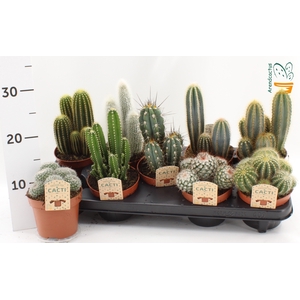 CACTUS GEM