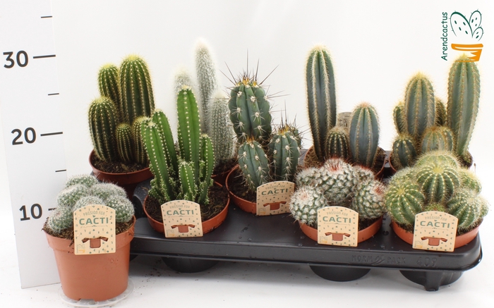 <h4>CACTUS GEM</h4>