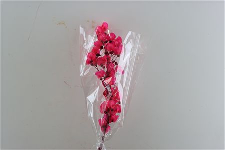 <h4>Dried Bougainvillea X5 55cm Cerise Bunch</h4>