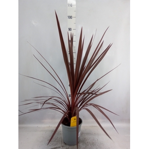 Cordyline austr. 'Red Star'