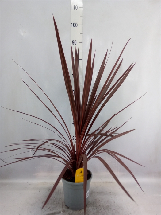 <h4>Cordyline austr. 'Red Star'</h4>