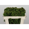 Kaaps Groen Albigreen