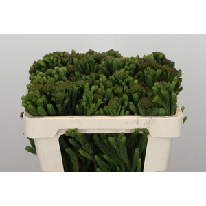 Kaaps Groen Albigreen