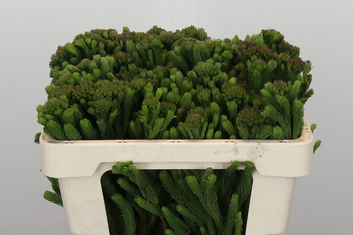 <h4>Kaaps Groen Albigreen</h4>