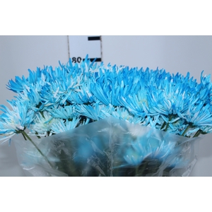 CRISANTEMO ZEMBLA TINGIDO 080 CM AZUL