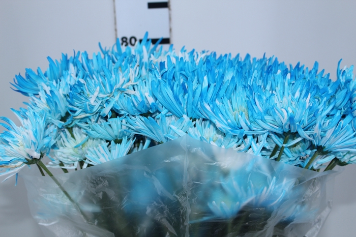CRISANTEMO ZEMBLA TINGIDO 080 CM AZUL