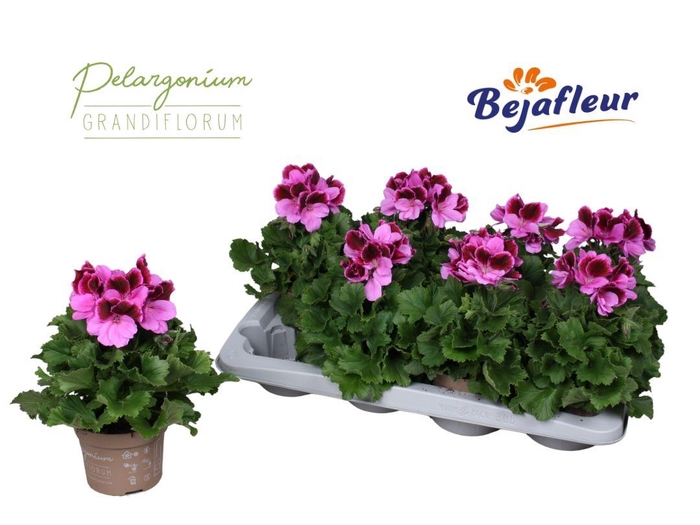 <h4>PEL GR EL JUDITH</h4>