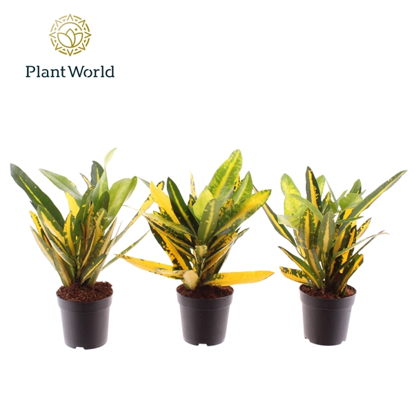 <h4>Croton Sunny Star 7 cm</h4>