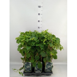 Hydrangea anomala subsp. petiolaris