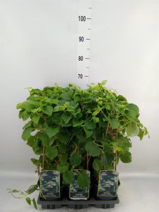 <h4>Hydrangea anomala subsp. petiolaris</h4>