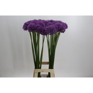 Allium Stratos