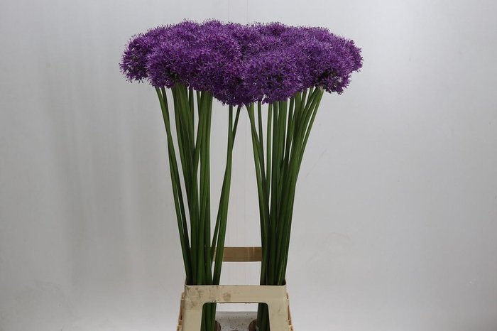 <h4>Allium Stratos</h4>