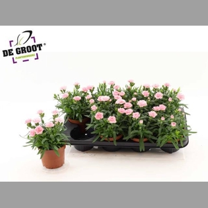 DIAN OSC PINK
