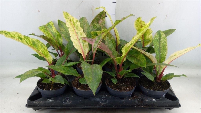 <h4>Anthurium ...</h4>