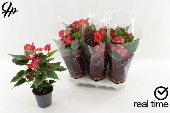 <h4>ANTHU AN MICRA</h4>