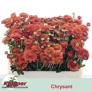 CHR T BLENDA RED