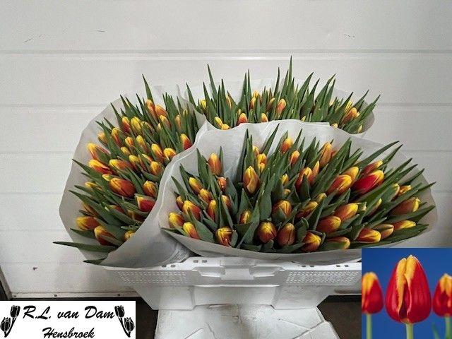 <h4>TU EN DENMARK</h4>