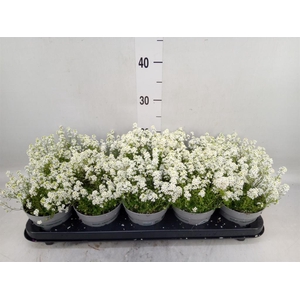 Hutchinsia alpina 'Ice Cube'