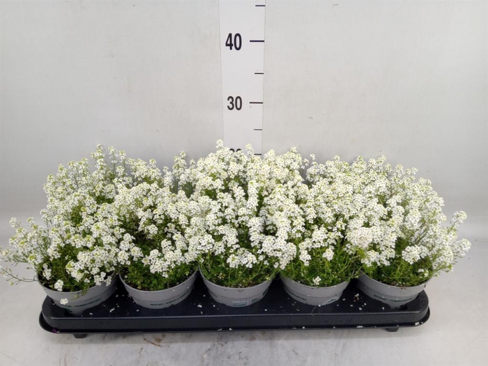 <h4>Hutchinsia alpina 'Ice Cube'</h4>