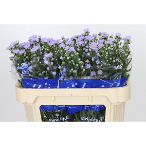 Aster Cassandra