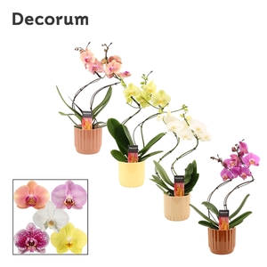 Phalaenopsis hurricane mix in Liam (Coffee blend-collection)