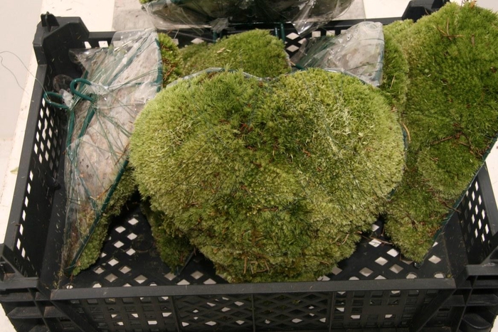 <h4>Bolmos Hart Staand Smal</h4>